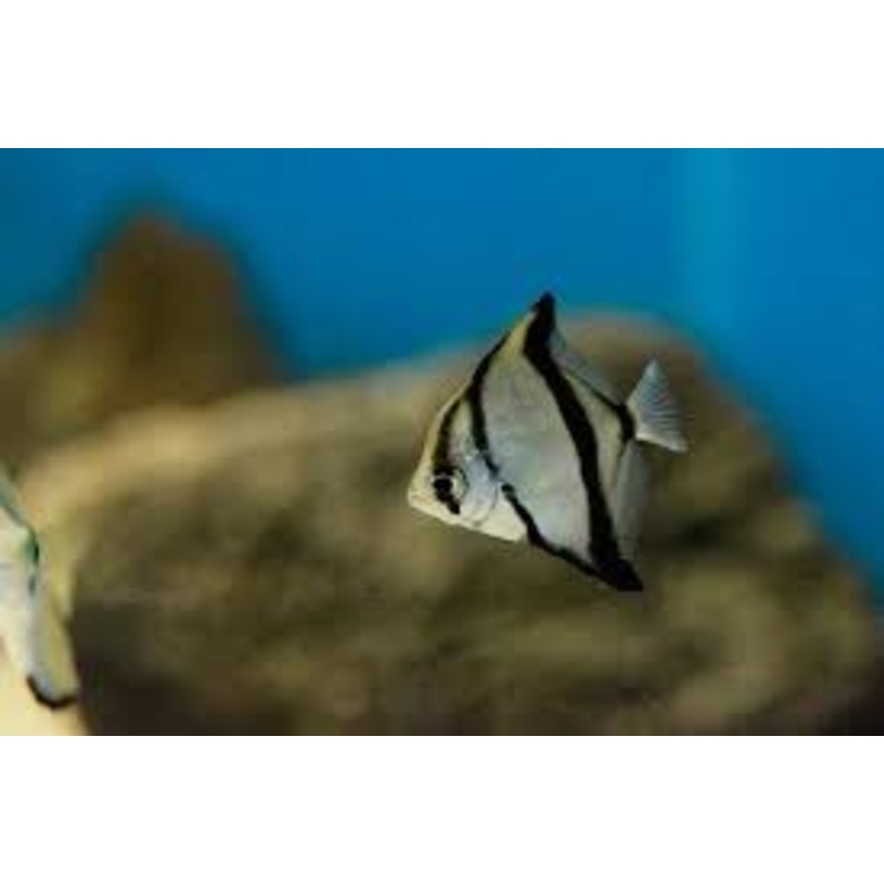 Mono Sebae (Monodactylus sebae) (5pcs)