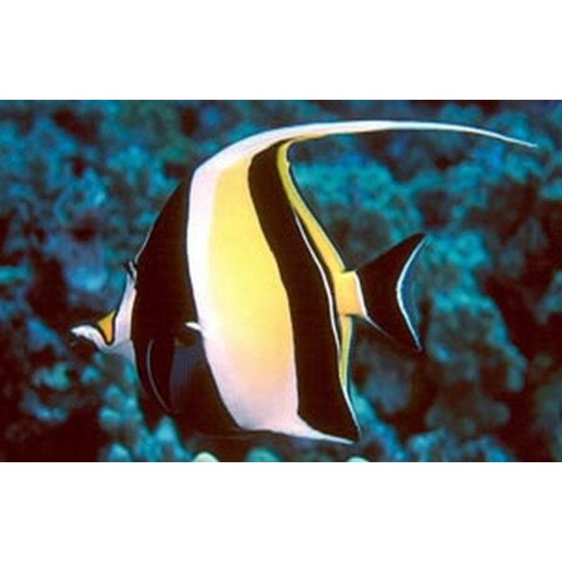 Moorish Idol (Zanclus cornutus)