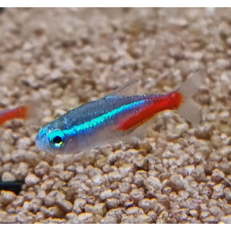 Neon Tetra (Paracheirodon innesi) (5pcs)