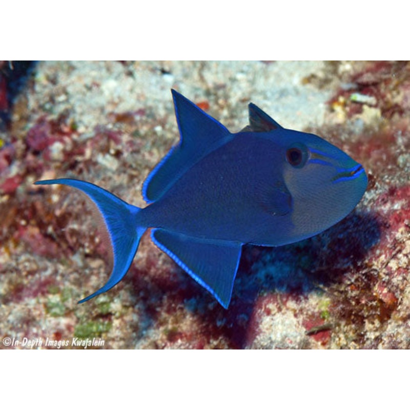 Niger Triggerfish (Odonus niger)