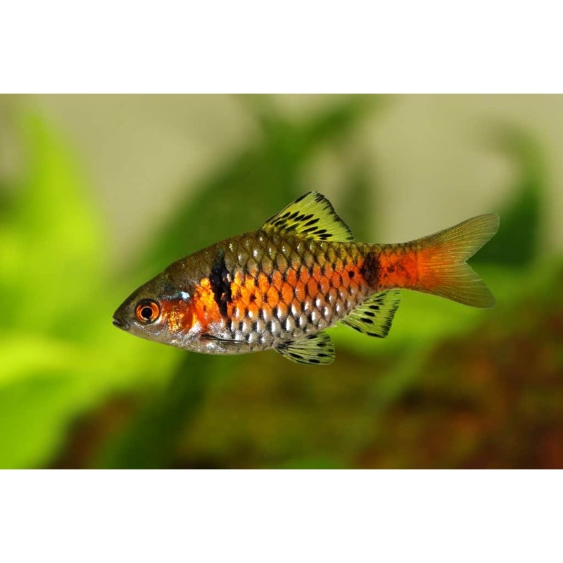 Odessa Barb (Pethia Padamya) (5pcs)