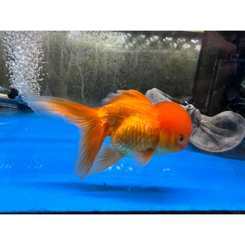 Oranda Goldfish (Carassius auratus)