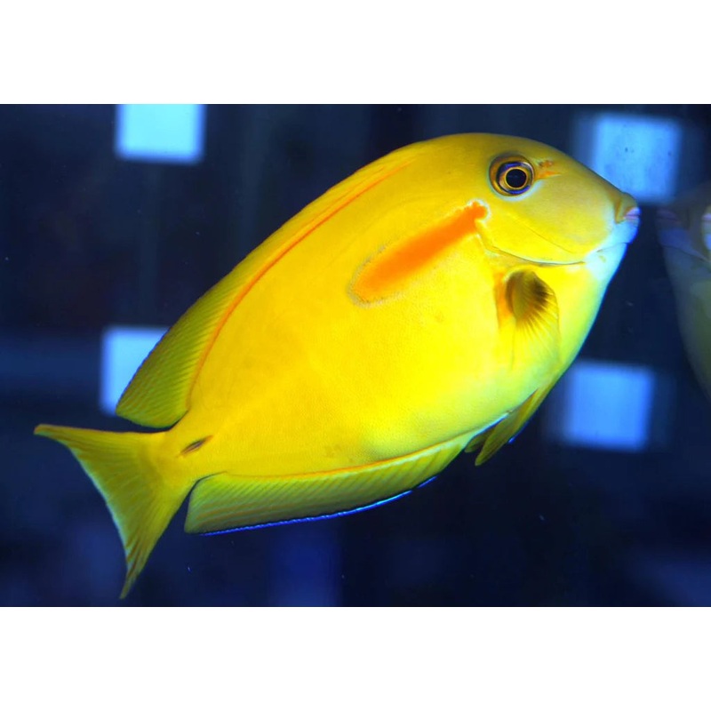Orange Shoulder Tang (Acanthurus olivaceus)