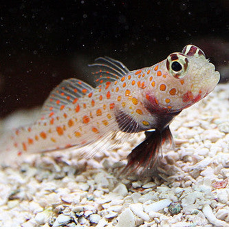 Orange Spotted Goby (Amblyeleotris Guttata)