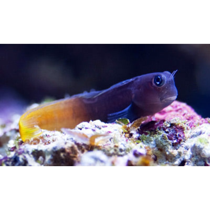 Orange Tail/Bicolor Blenny (Ecsenius bicolor)