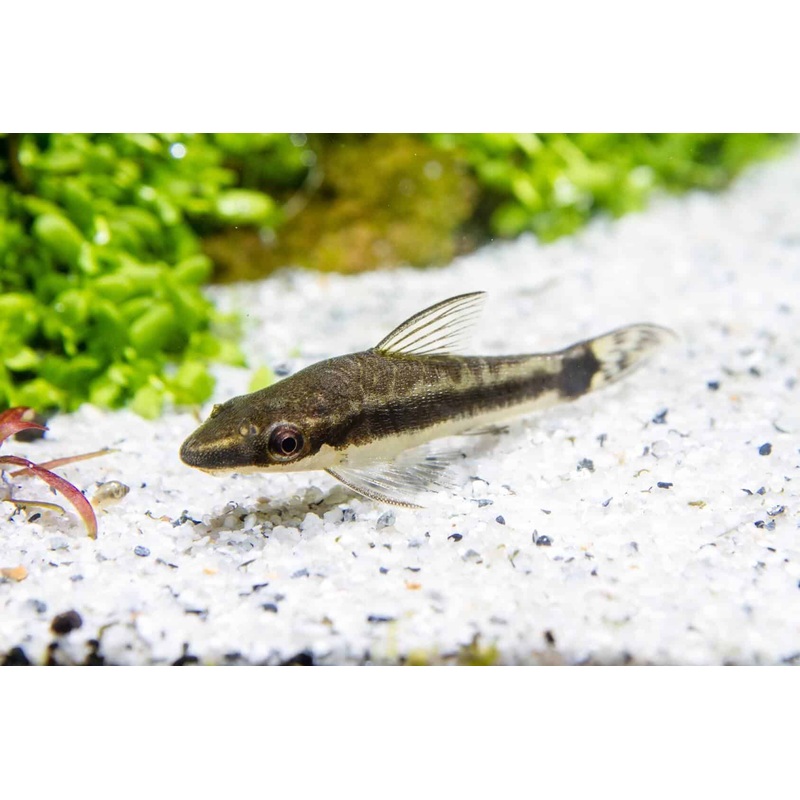 Otocinclus (Otocinclus sp.)  (5pcs)