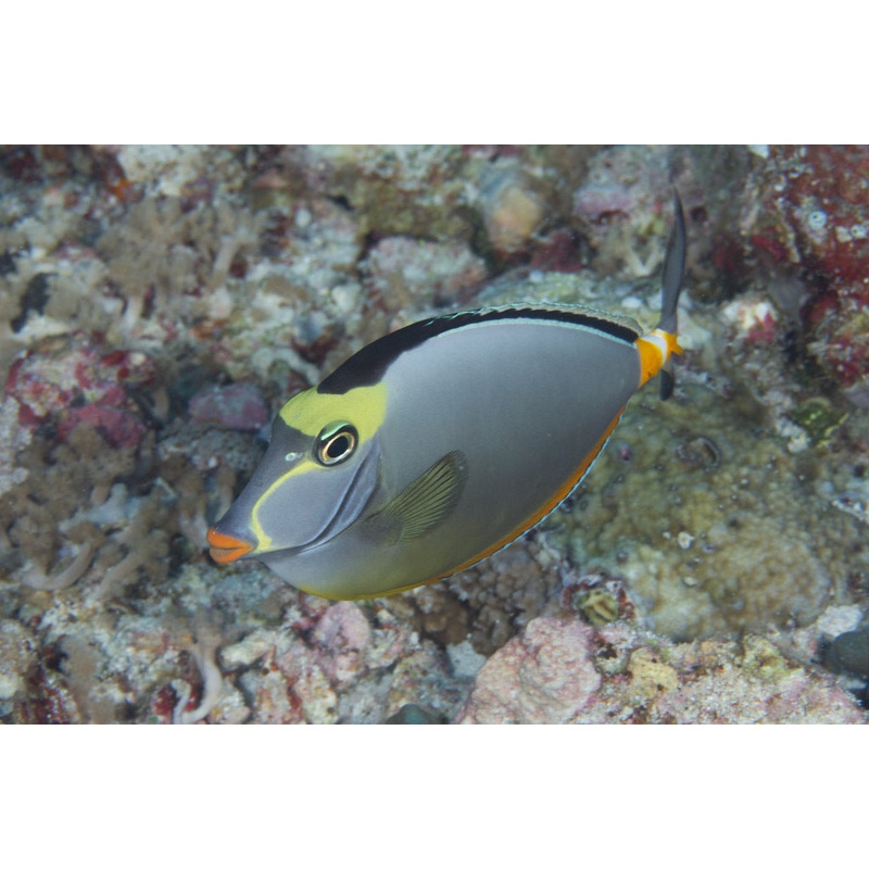 Pacific Naso Tang (Naso lituratus)