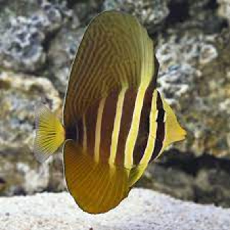 Pacific Sailfin Tang(Zebrasoma veliferum)