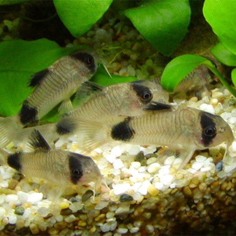Panda Corydoras (Corydoras panda) (5pcs)