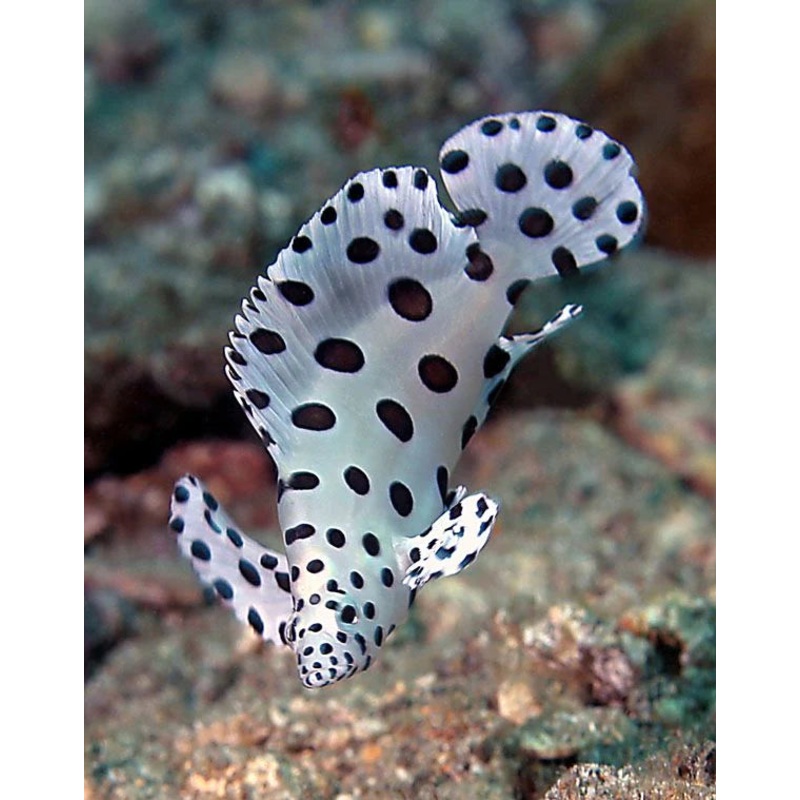 Panther Grouper (Cromileptes Altivelis)