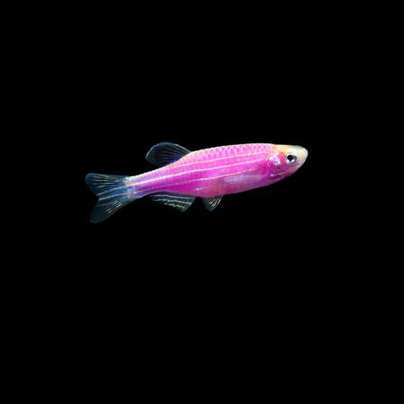 Pink Zebra Danio (Brachydanio rerio) (5pcs)