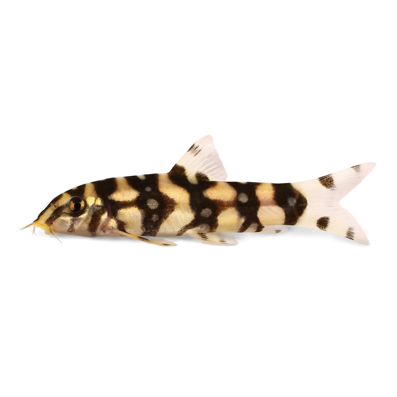 Polka Dot Loach (Botia kubotai) (5pcs)