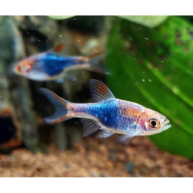 PURPLE HARLEQUIN RASBORA (TRIGONOSTIGMA HETEROMORPHA) (5pcs)
