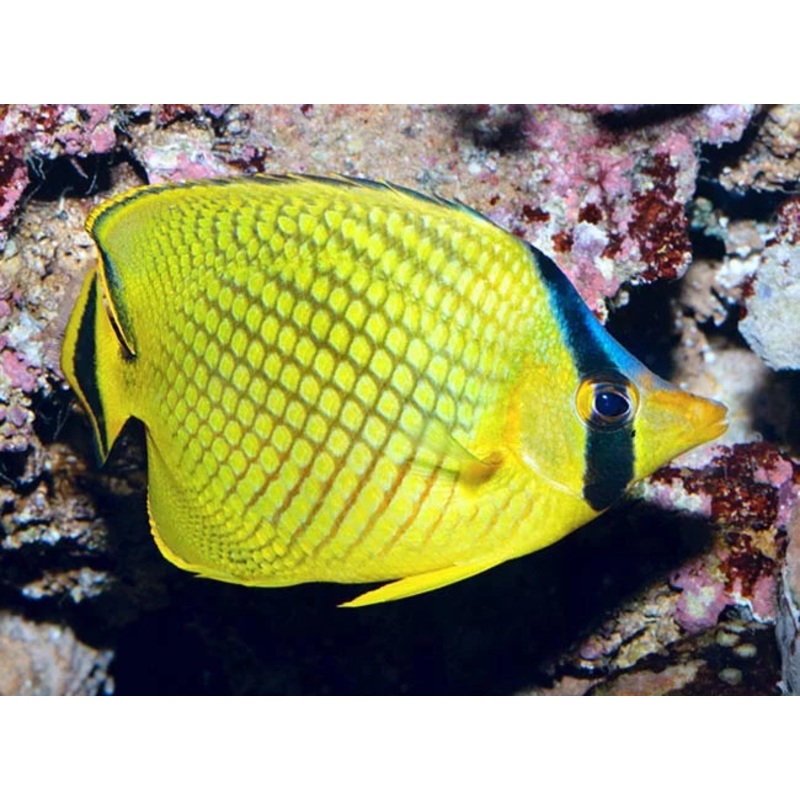 Raffle's Butterflyfish (Chaetodon rafflesi)