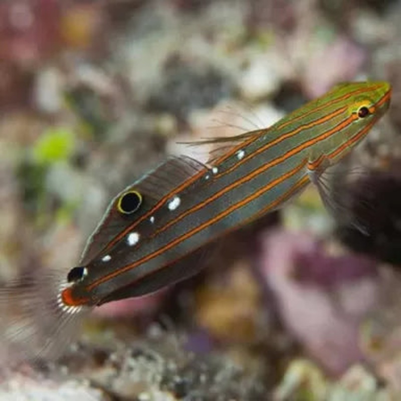 Rainford Goby (Amblygobius rainfordi)
