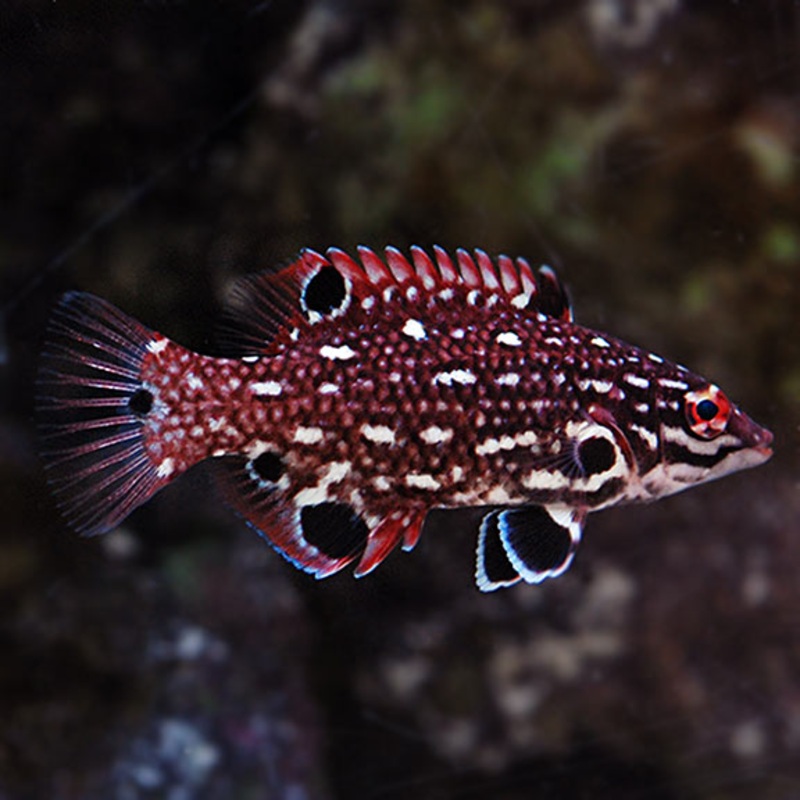 Red Diana Hogfish (Bodianus diana)