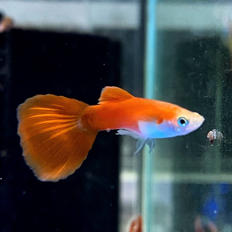 Red Moscow Guppy (5pcs)