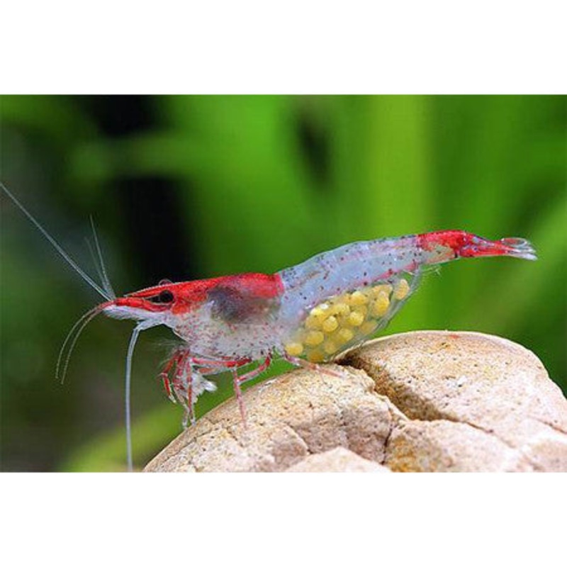 Red Rili Shrimp (5pcs)