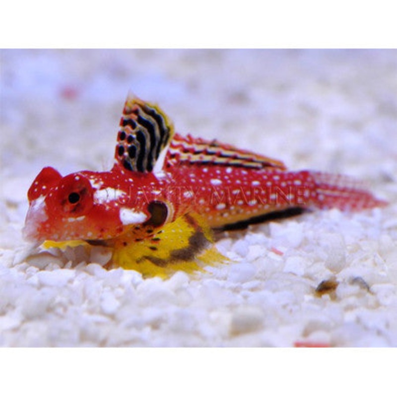 Red Scooter Blenny (Synchiropus stellatus)