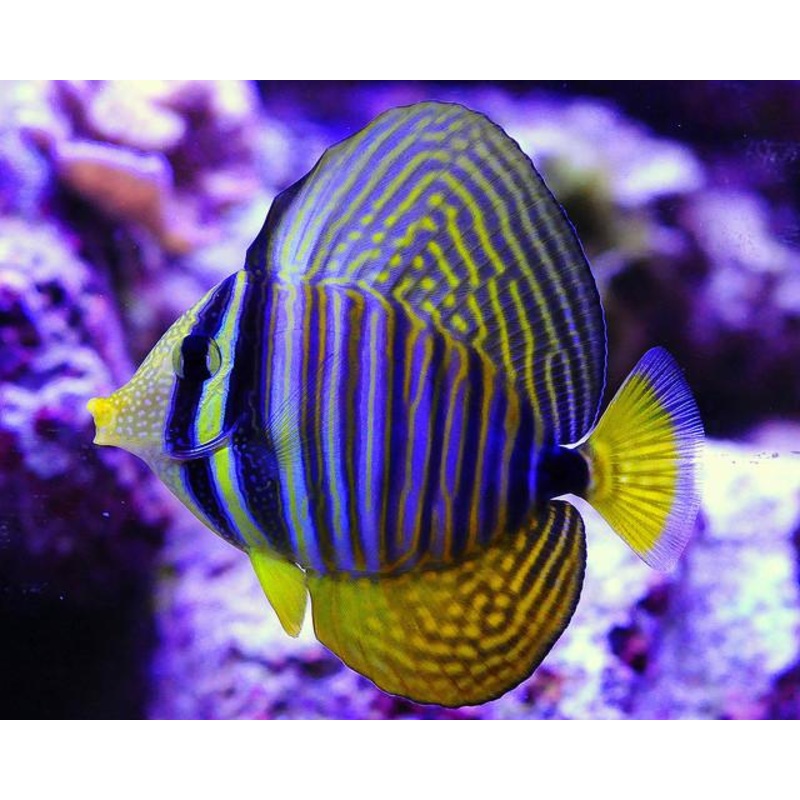 Red Sea Sailfin Tang(Zebrasoma desjardinii)