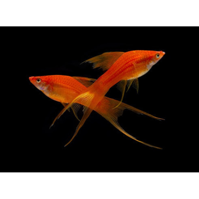 Red Swordtail (Xiphophorous hellerii) (5pcs)