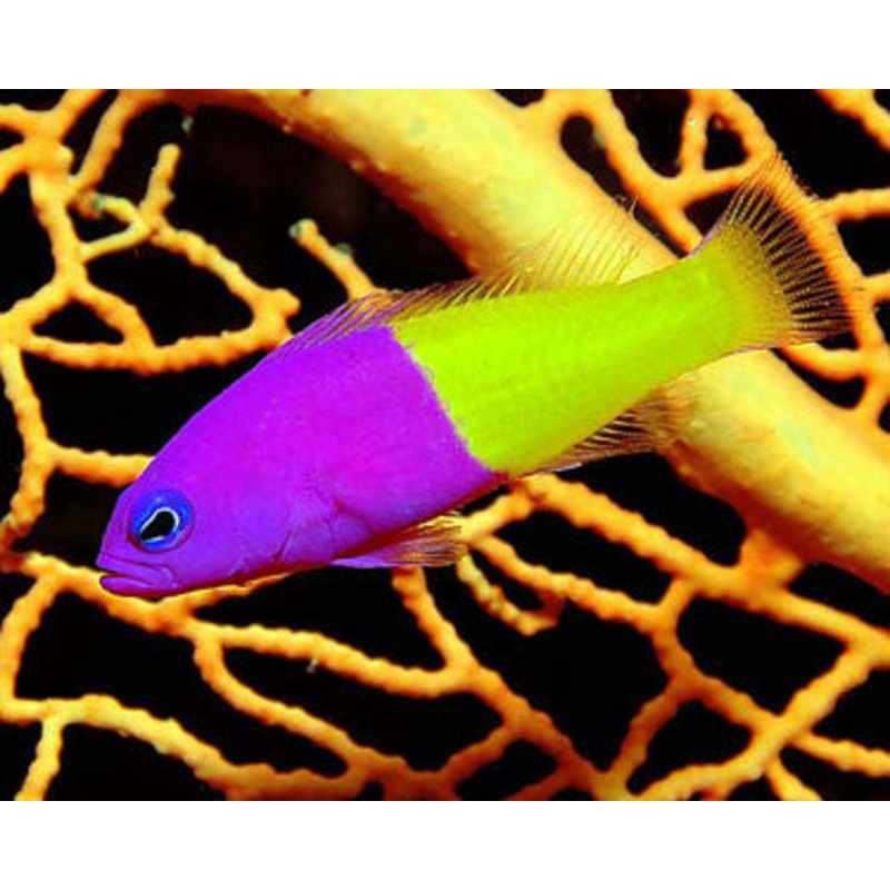 Royal Dottyback (Pictichromis paccagnellae)