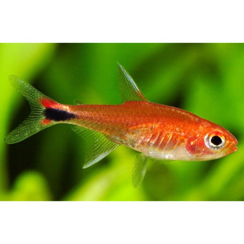Ruby Tetra (Axelrodia riesei) (5pcs)