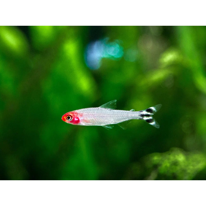 Rummy Nose Tetra (Hemigrammus rhodostomus) (5pcs)