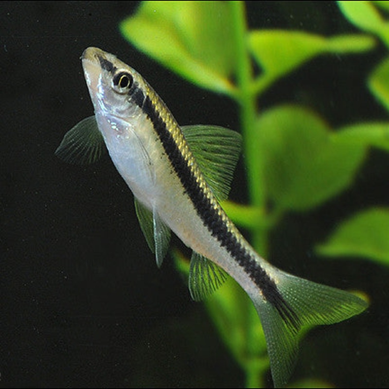 Siamese Algae Eater (SAE) (5pcs)