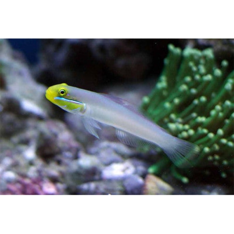 Sleeper Gold Head Goby (Valenciennea Strigata)