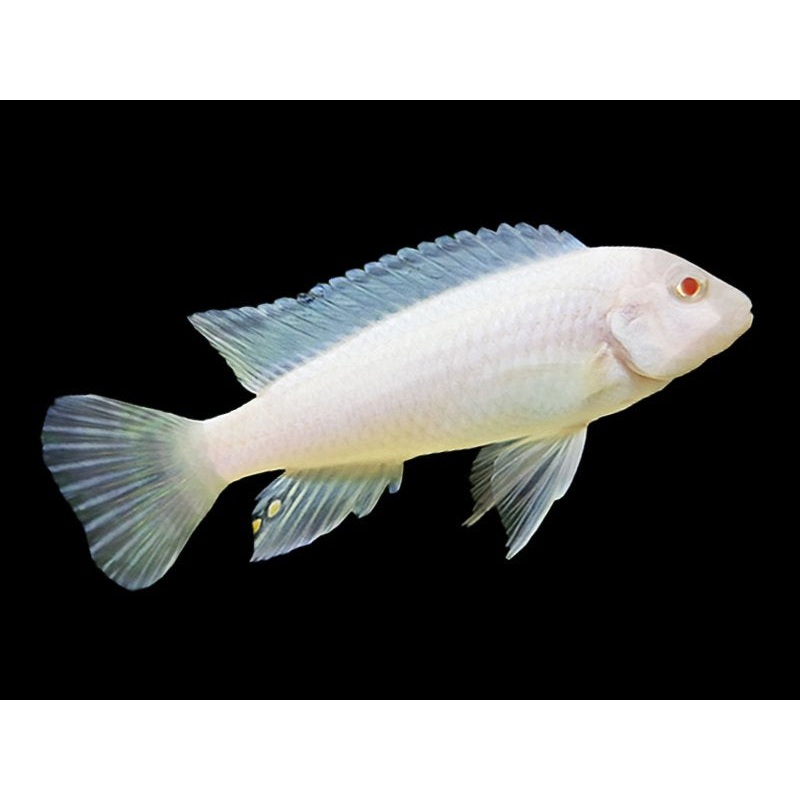 Snow White Socolofi Cichlid (Pseudotropheus socolofi) (5pcs)