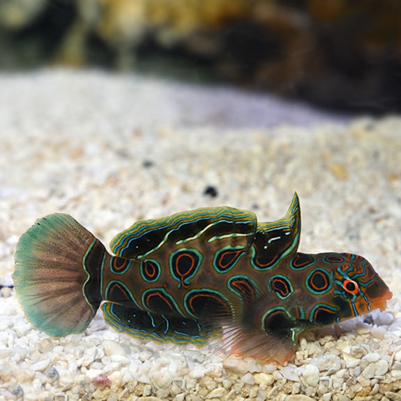 Spotted Mandarin(Synchiropus picturatus)