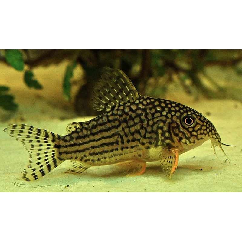 Sterba's corydoras (Corydoras sterbai) (5pcs)