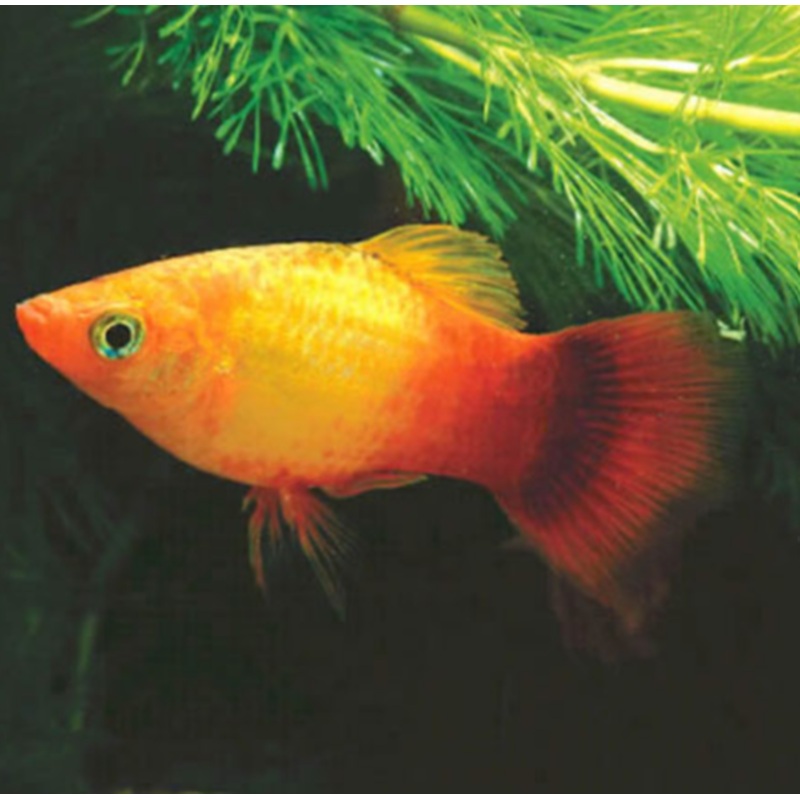 Sunset Platy (Xiphophorus variatus) (5pcs)