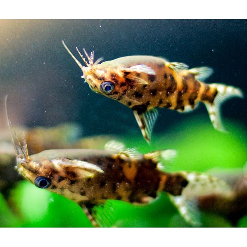 Upside Down Catfish (Synodontis nigriventris) (5pcs)