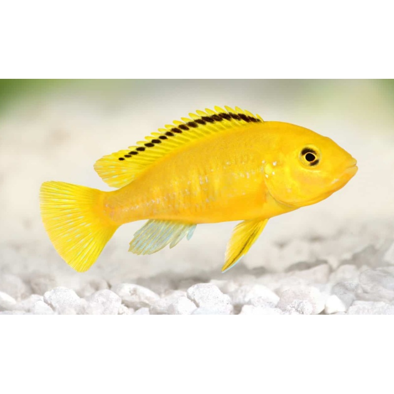 Yellow Lab Cichlid (Labidochromis caeruleus) (5pcs)