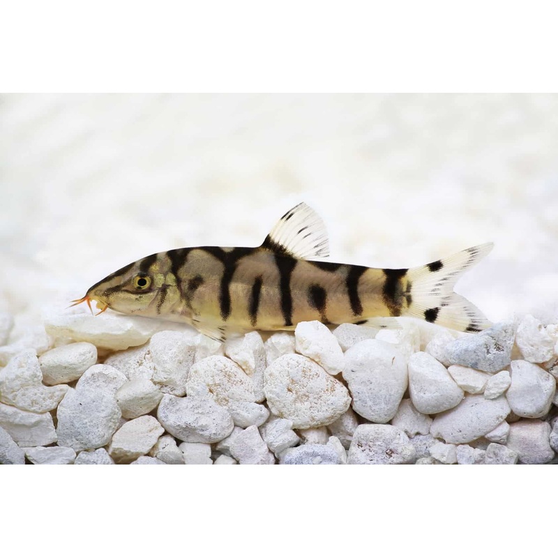 Yoyo Loach (Botia almorhae) (5pcs)