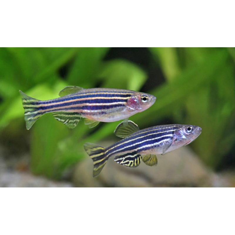 Zebra Danio (Blue) (5pcs)
