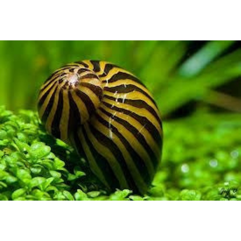 Zebra Nerite Snail (Neritina natalensis sp) (5pcs)