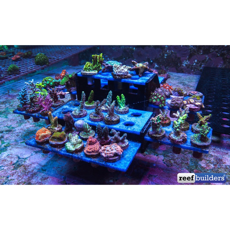 Innovative Marine AUQA Gadget ReefRack 102