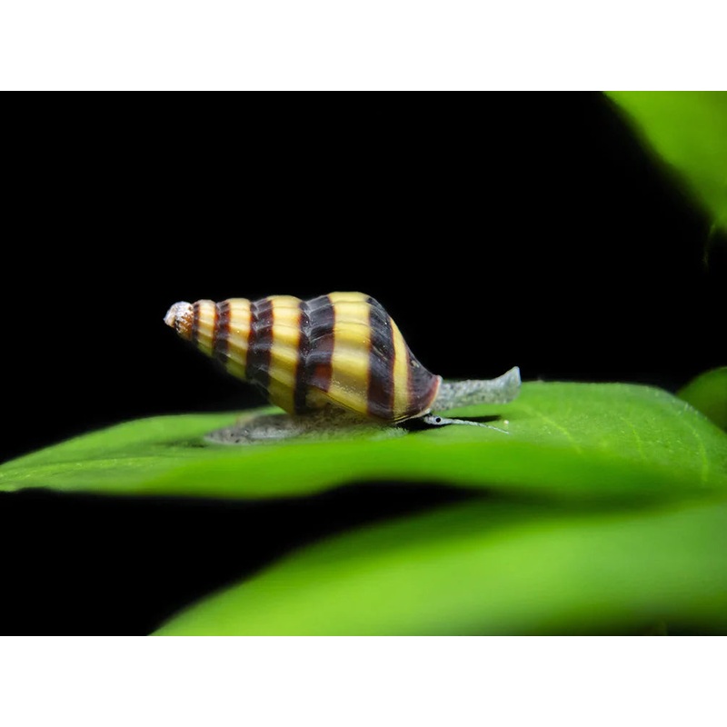 Assassin Snail (Anentome helena) (5pcs)
