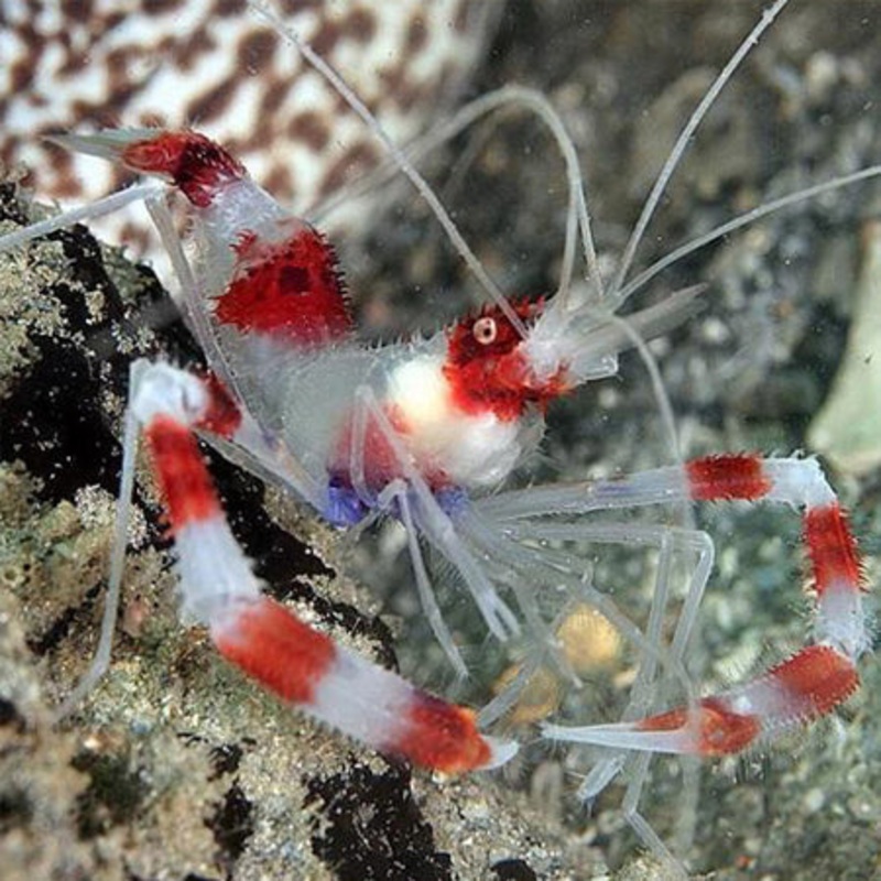 Banded Boxing Shrimp (Stenopus hispidus)