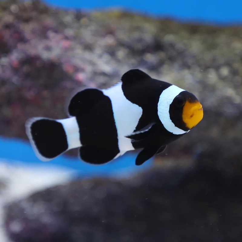 Black Ocellaris Clownfish (Amphiprion ocellaris)