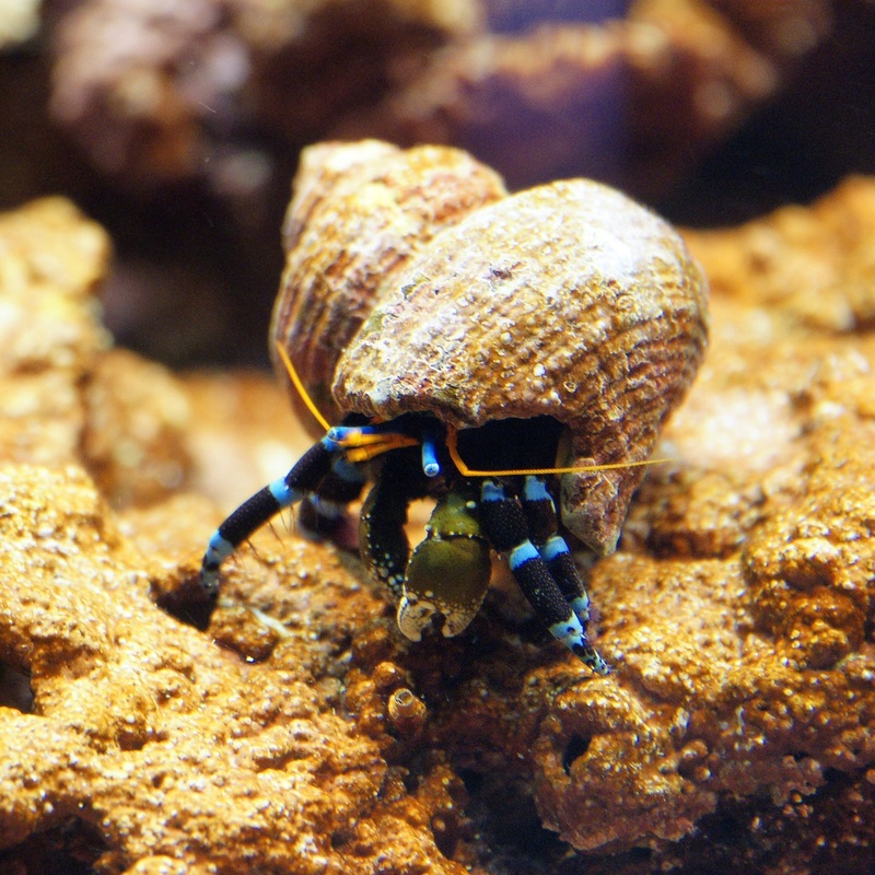 Blue Leg Hermit Crab (Calcinus elegans)