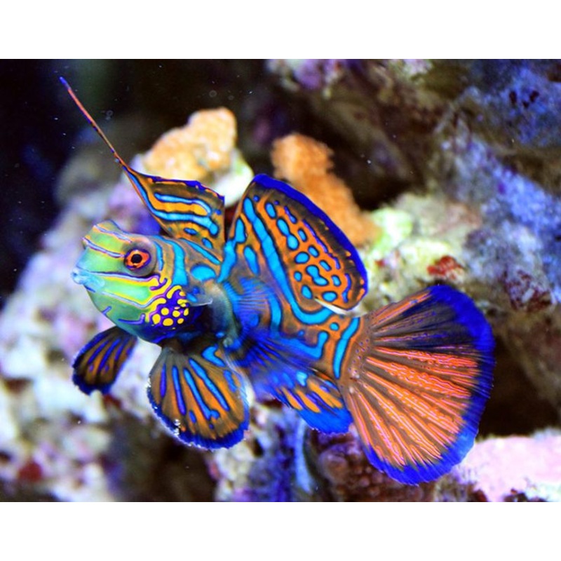 Blue Mandarin Dragonet (Pterosynchiropus splendidus)