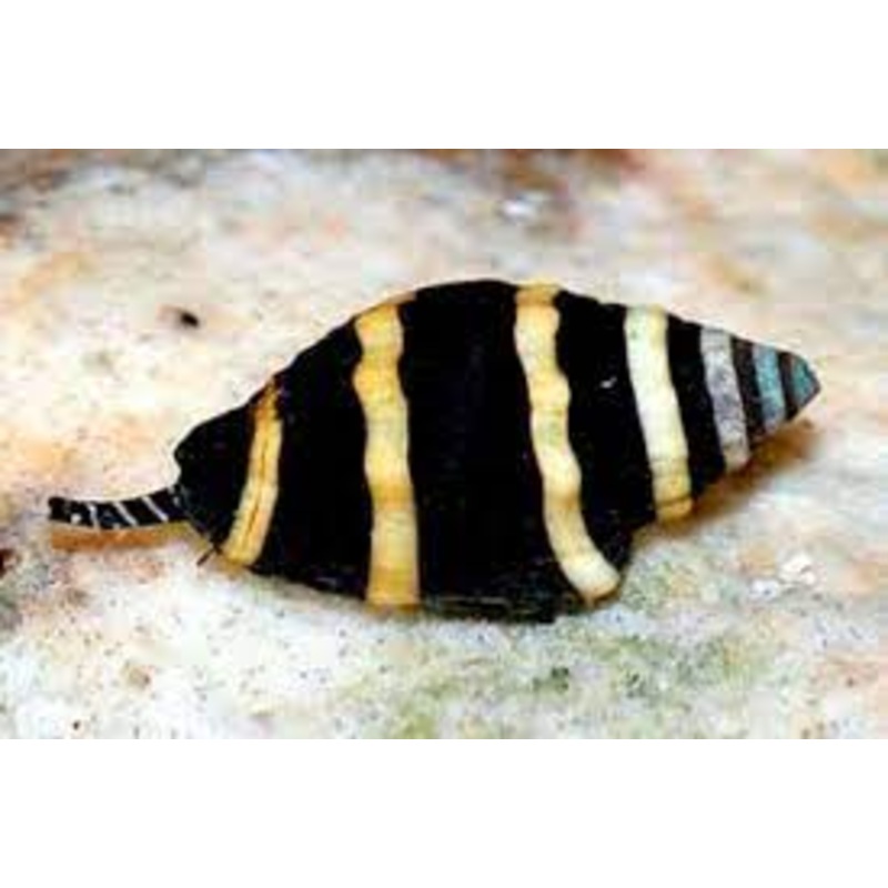 Bumblebee Snail