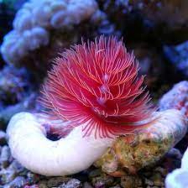 Coco Worm (Protula bispiralis)