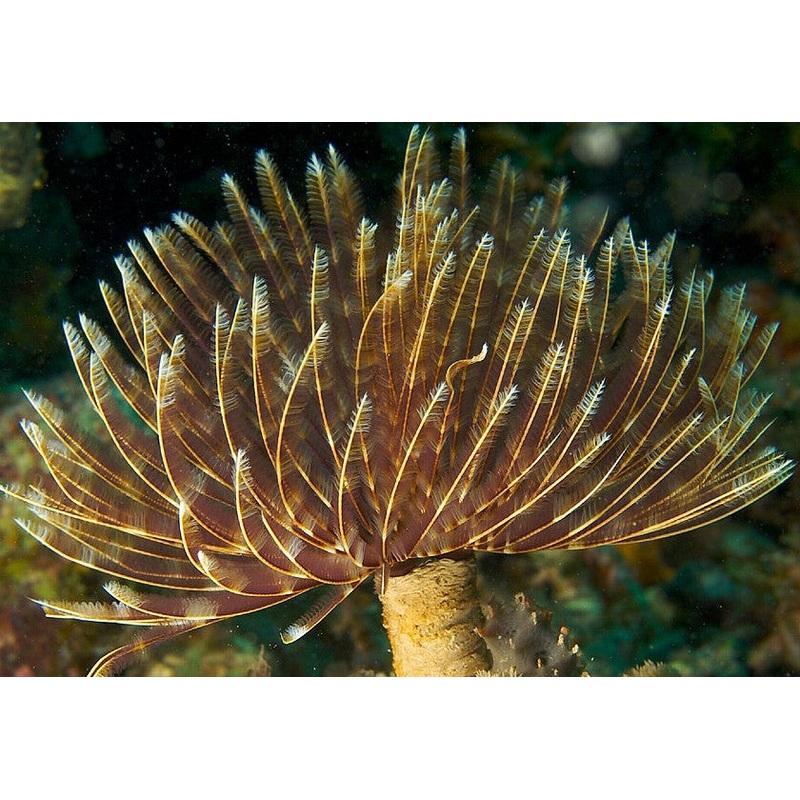 Feather Duster (Sabellastarte sp.)