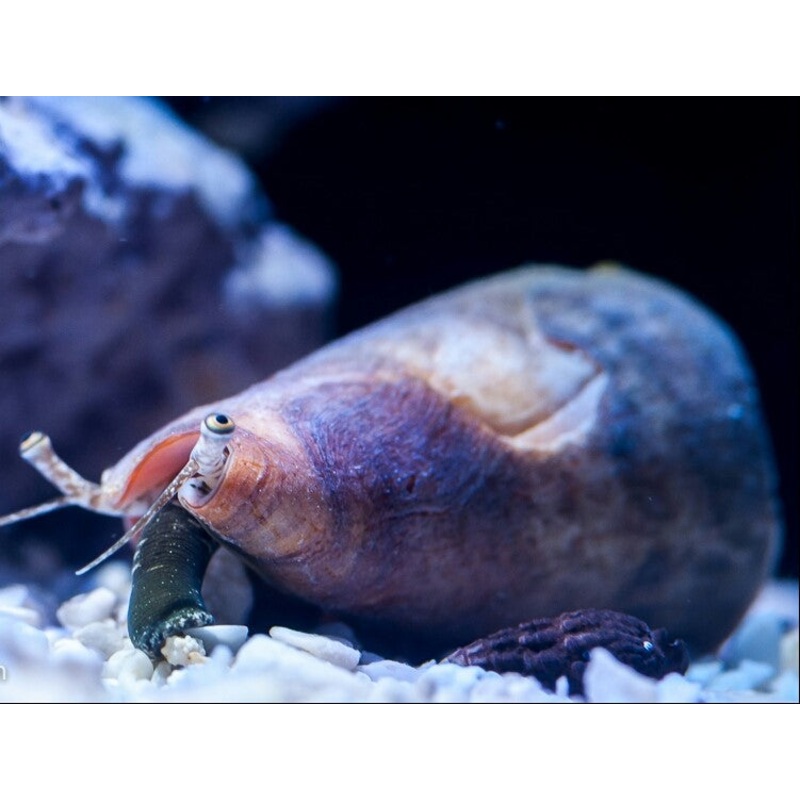 Fighting Conch (Strombus alatus)