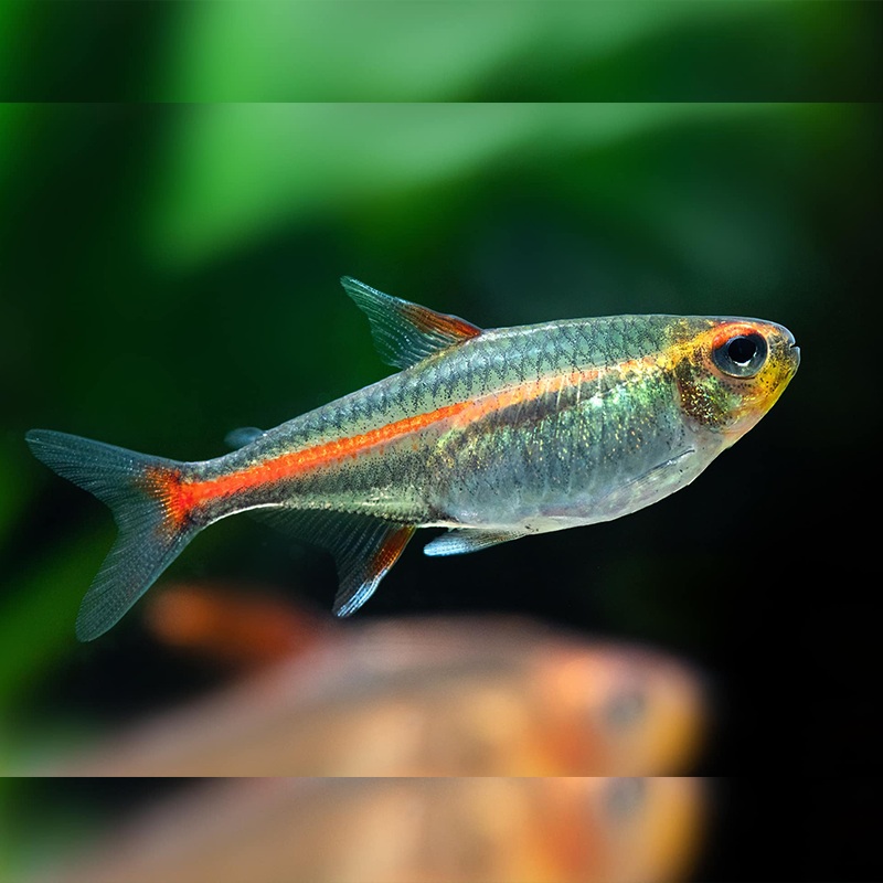 Glowlight Tetra (5pcs)